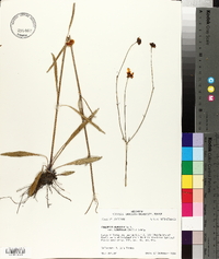 Coreopsis gladiata var. linifolia image