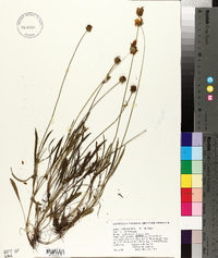 Coreopsis lanceolata image