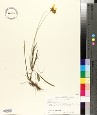 Coreopsis lanceolata image