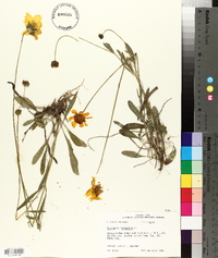 Coreopsis lanceolata image