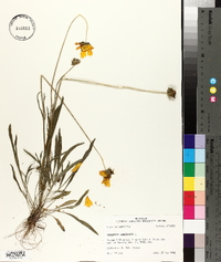 Coreopsis lanceolata image