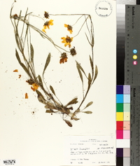 Coreopsis lanceolata image