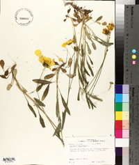 Coreopsis lanceolata image