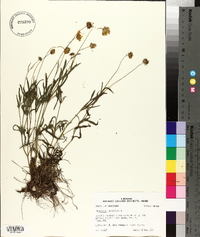 Coreopsis lanceolata image