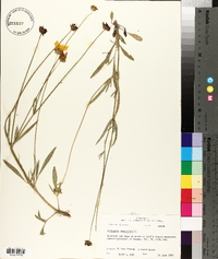 Coreopsis lanceolata image