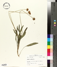 Coreopsis lanceolata image