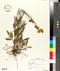 Coreopsis lanceolata image