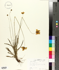 Coreopsis lanceolata image