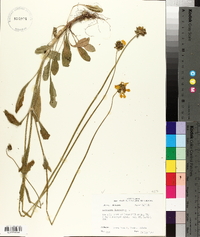 Coreopsis lanceolata image