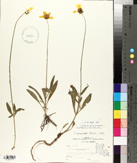 Coreopsis lanceolata image