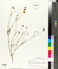 Coreopsis tinctoria image