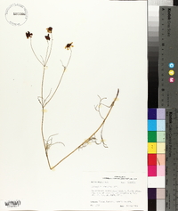 Coreopsis tinctoria image