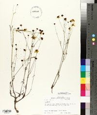 Coreopsis tinctoria image