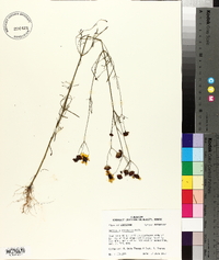 Coreopsis tinctoria image