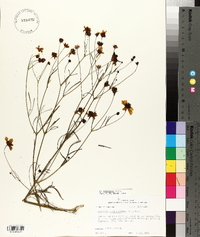 Coreopsis tinctoria image