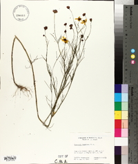 Coreopsis tinctoria image