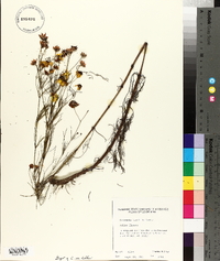 Coreopsis tinctoria image