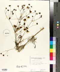 Coreopsis tinctoria image