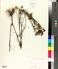 Coreopsis tinctoria image