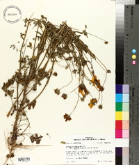 Coreopsis pubescens var. debilis image