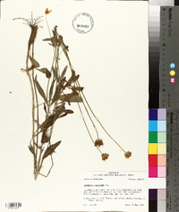 Coreopsis pubescens image