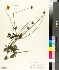 Coreopsis pubescens image