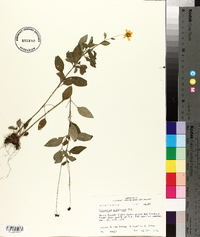 Coreopsis pubescens var. pubescens image