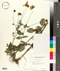 Coreopsis pubescens image