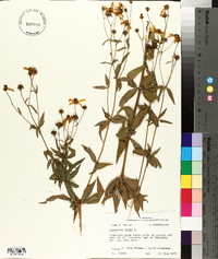 Coreopsis major image