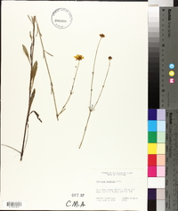 Coreopsis gladiata image