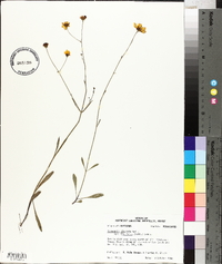 Coreopsis linifolia image