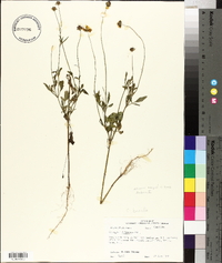 Coreopsis basalis image