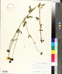 Coreopsis basalis image