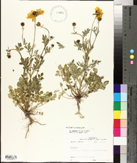 Coreopsis basalis image