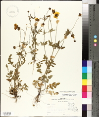 Coreopsis basalis image