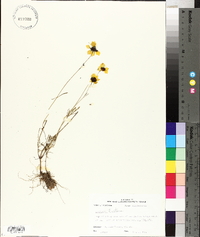 Coreopsis tinctoria image