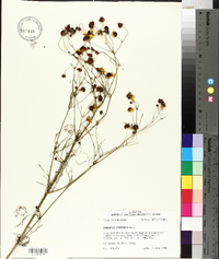 Coreopsis tinctoria image