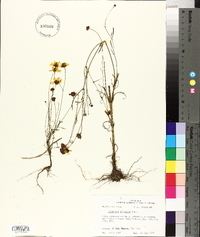 Coreopsis tinctoria image