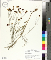 Coreopsis tinctoria image