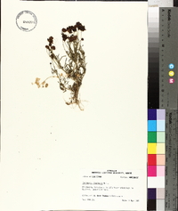 Coreopsis tinctoria image