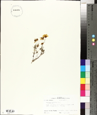 Coreopsis tinctoria image