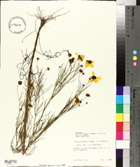 Coreopsis tinctoria image