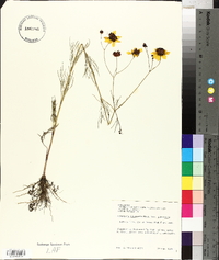 Coreopsis tinctoria image