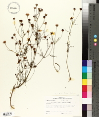 Coreopsis tinctoria image