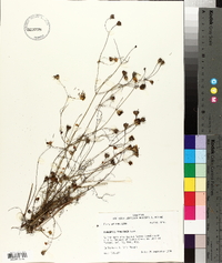 Coreopsis tinctoria image