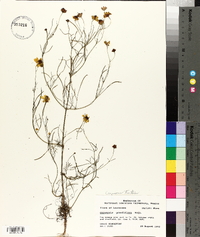 Coreopsis tinctoria image