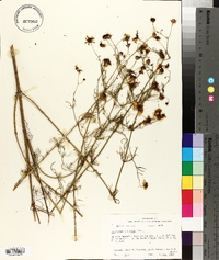 Coreopsis tinctoria image