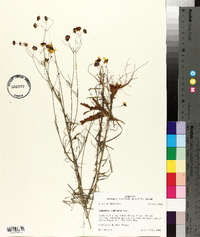 Coreopsis tinctoria image