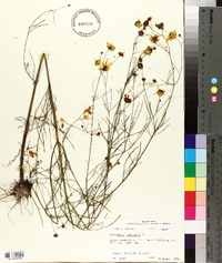 Coreopsis tinctoria image