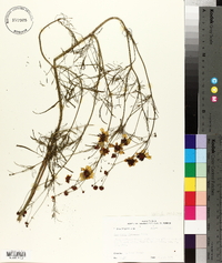 Coreopsis tinctoria image